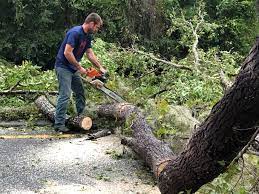 Best Commercial Tree Services  in Crooks, SD