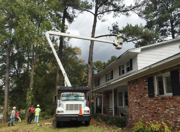 Best Emergency Tree Removal  in Crooks, SD