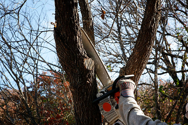 Best Utility Line Clearance  in Crooks, SD