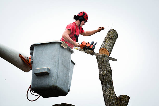 Best Hazardous Tree Removal  in Crooks, SD