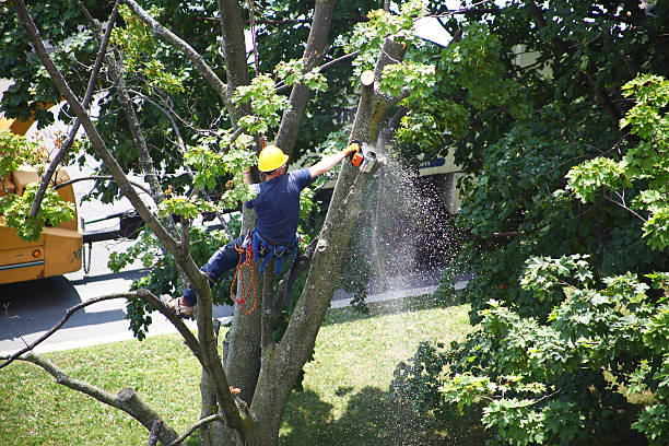 Best Tree Disease Treatment  in Crooks, SD