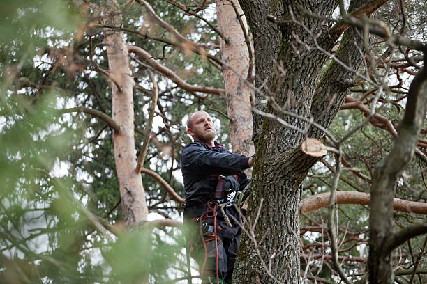 Best Tree Disease Treatment  in Crooks, SD