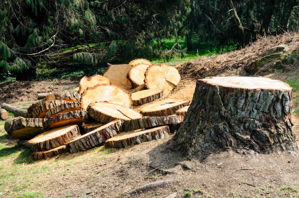 Best Tree Trimming and Pruning  in Crooks, SD